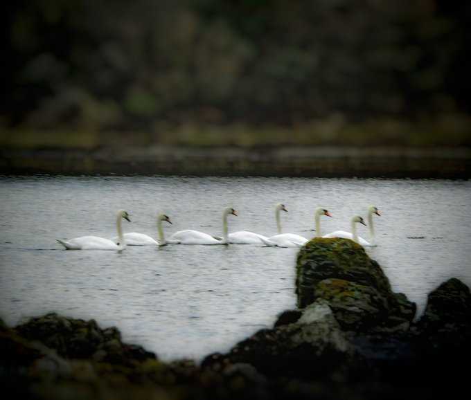 The Swan family, Four Mile Bridge, Wales 